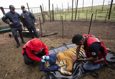 Critical tiger rescue in Argentina