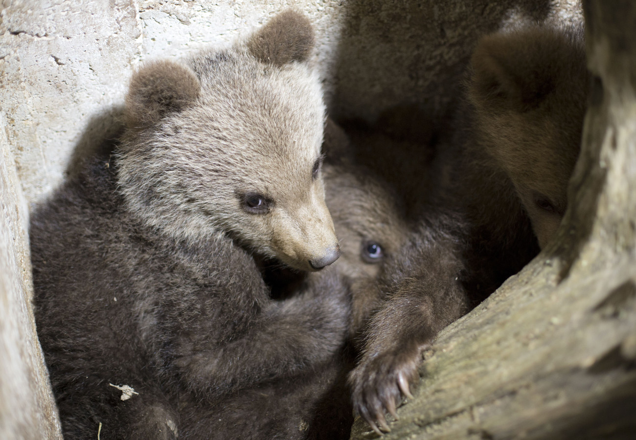 Wild animal breeding - BEAR SANCTUARY Domazhyr - a FOUR PAWS Project