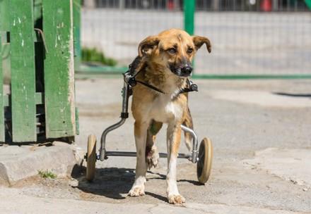 Куче в инвалидна количка