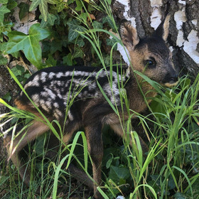 Fawn at TIERART