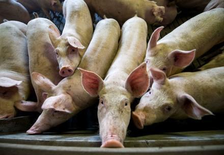 Animal Charity - Pigs at Factory Farm