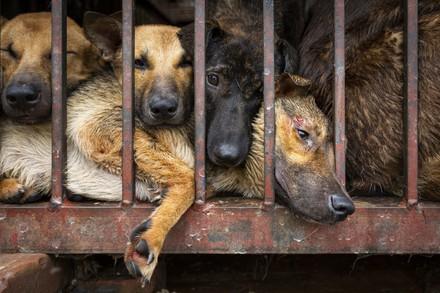 dogs in a age in Hanoi, Vietnam
