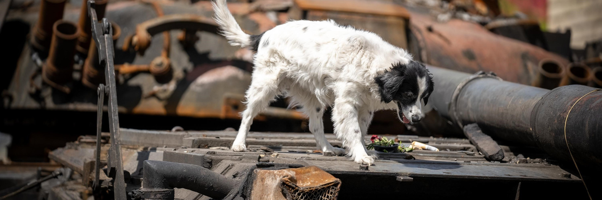 Zurückgelassener Hund in der Ukraine