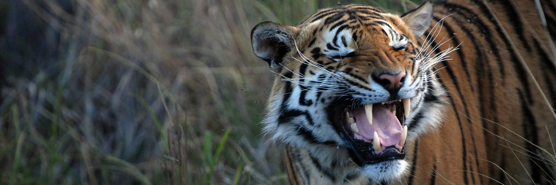 Tiger in VIER PFOTEN Schutzzentrum
