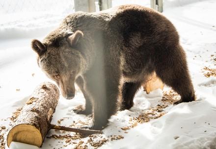 Le sauvetage de l'ourse Jambolina