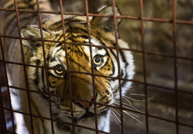 Saving Big Cats: Why We Need a Total Closure of the Commercial Big Cat Industry in South Africa