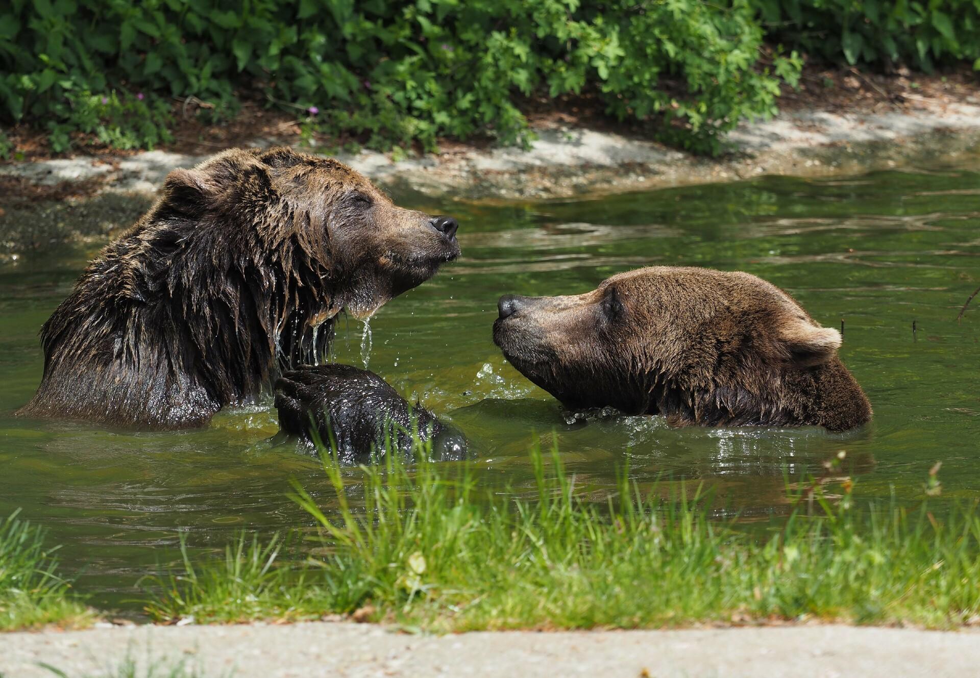 Zwei Bären im BÄRENWALD Arbesbach