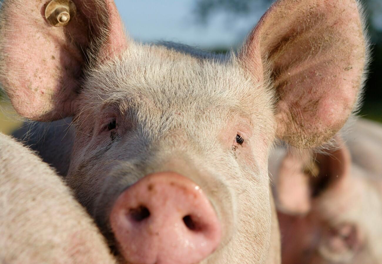10 Facts about Pigs - FOUR PAWS International - Animal Welfare Organisation