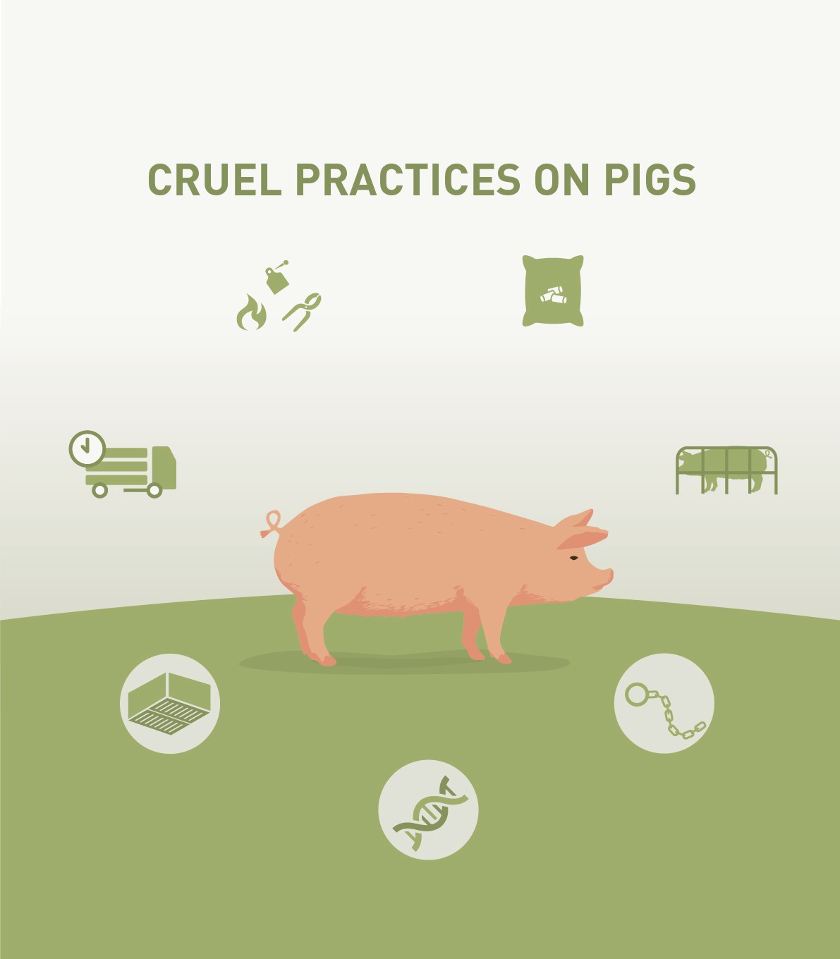 Cruel practices on pigs