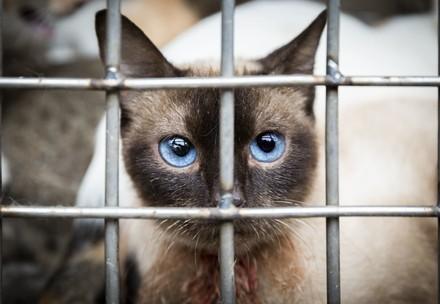 Un chat dans un cage au Vietnam