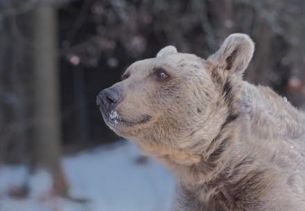 Bear Tom with a little bit of snow in his face at BEAR SANCTUARY Arbesbach