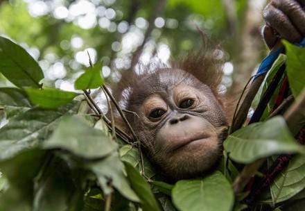 Aide aux orangs-outans