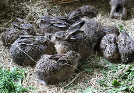 Junge Hasen in einer Auffangstation für Wildtiere