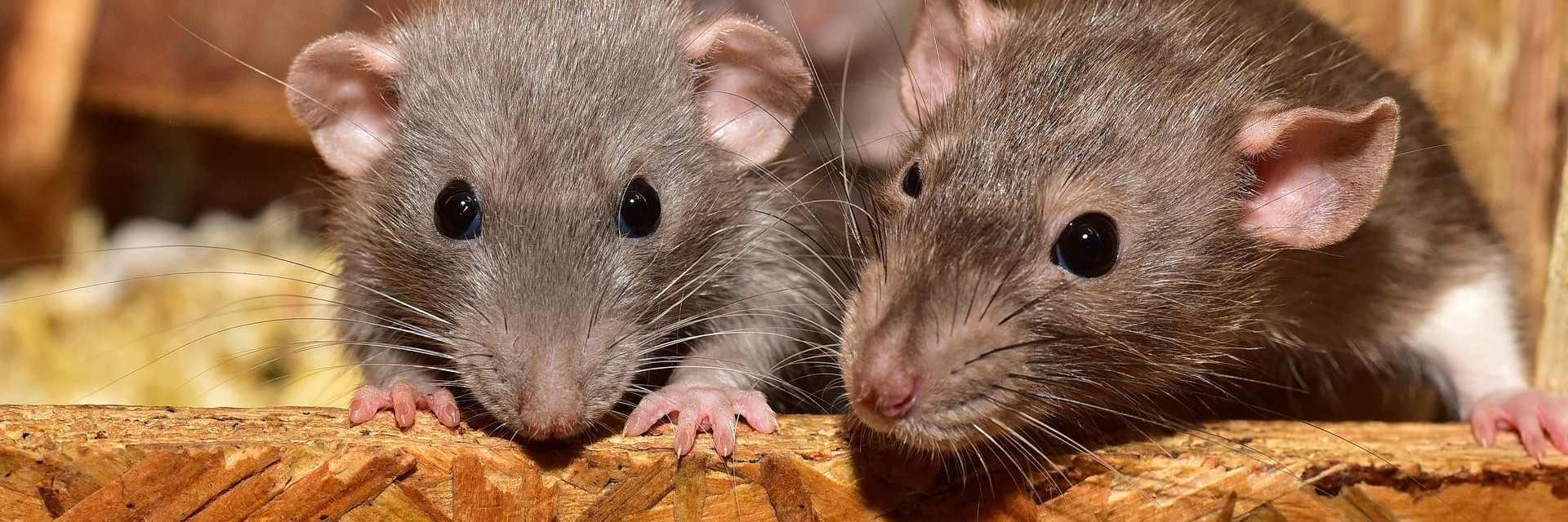 Rats - FOUR PAWS International - Animal Welfare Organisation
