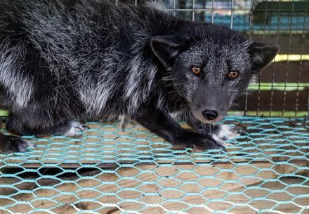 Fox in a cage at a fur farm