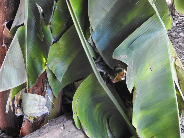 Waschbär tarnt sich zwischen Bananenblättern