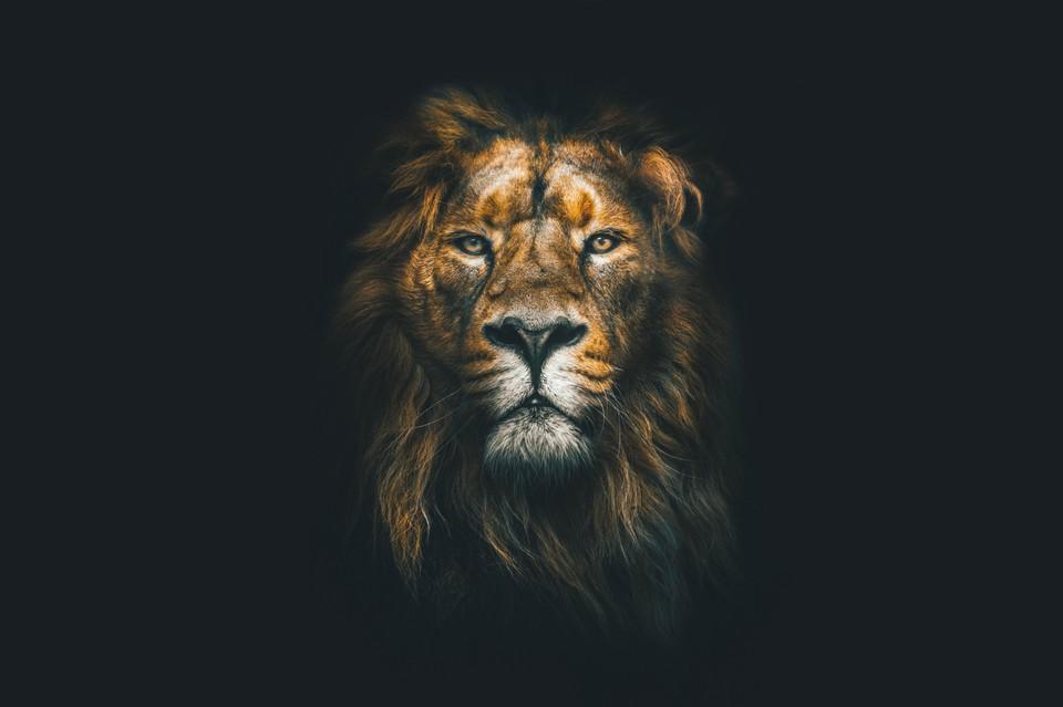 A beautiful lion