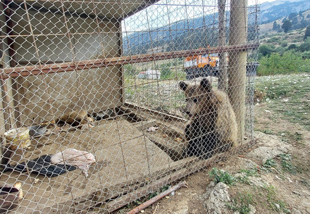 verschwundene albanische Bären