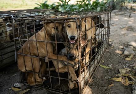 Des chiens détenus dans une cage