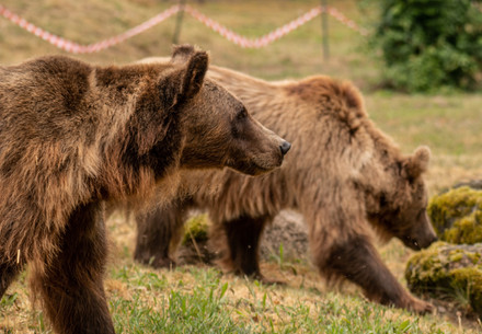 Bears Dasha and Lelya at BEAR SANCTUARY Müritz