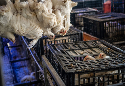 Poultry in factory farming
