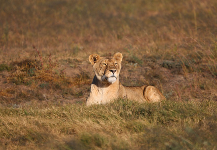 Lioness Neida at LIONSROCK
