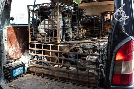 Des chiens enfermés dans des cages en vue d'être tués pour le commerce de viande de chat et de chien