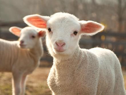 Lamb looking at camera