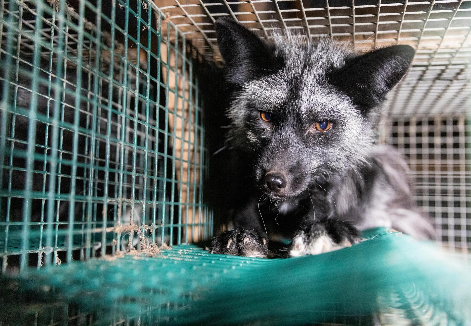Animal welfare ignored by Government in the Queen's Speech - Animal Charity  - Animal Welfare Organisation - FOUR PAWS UK