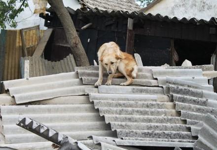 Hond in een rampgebied