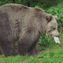 Brownbear Brumca carries an ice cube, that contains food. .