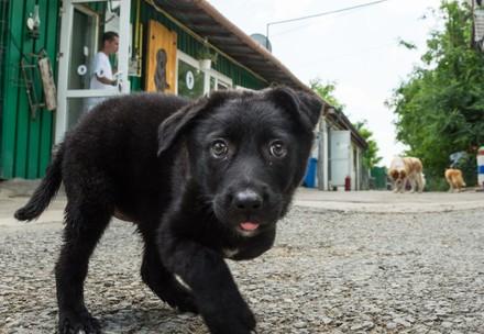 Streunerhund in Rumänien