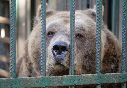 Bear Mark behind bars