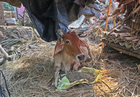 Animal Disaster Relief in India