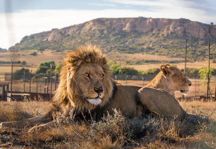 Two lions lying down with a mountain in the backdrop