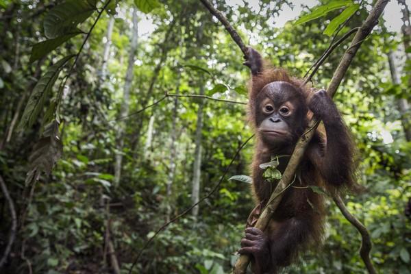 Orang-outan grimpant dans les arbres