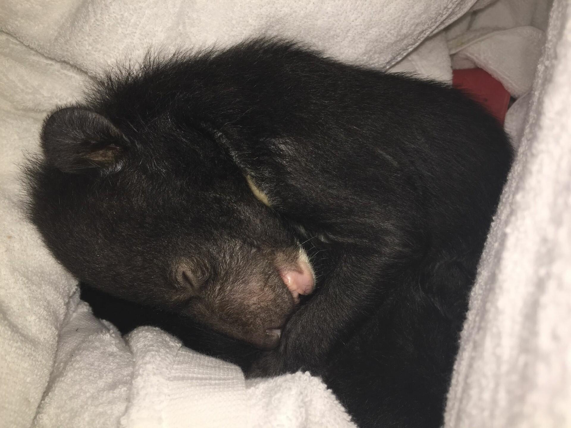 Bear cub from illegal wildlife trade in Vietnam