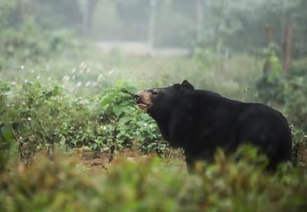 Bear Nhi Nho