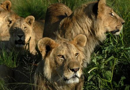Des lions à LIONSROCK