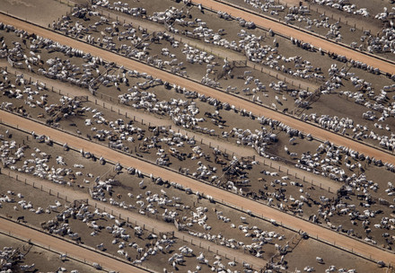 Cattle farm in Brazil