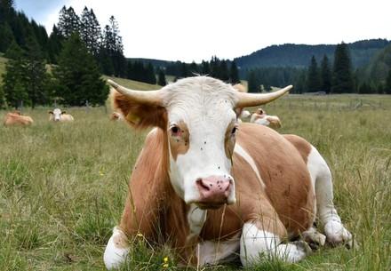 black-and-brown-cow
