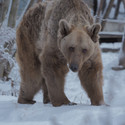 Brown bear Tom in winter landscape