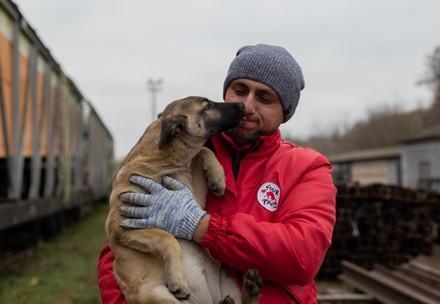 VIER PFOTEN hilft einem Hund in der Ukraine