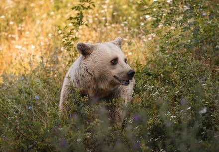 Bear Mira at BEAR SANCTUARY Prishtina