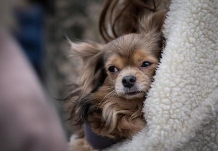 refugee dog in Ukraine
