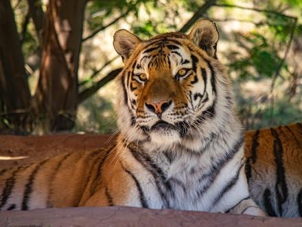 Tiger Rafik sitting in a field at LIONSROCK Big Cat Sanctuary 
