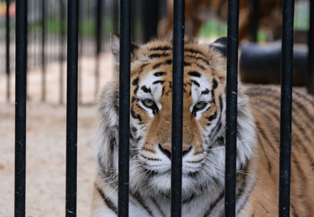 Tiger hinter Gittern
