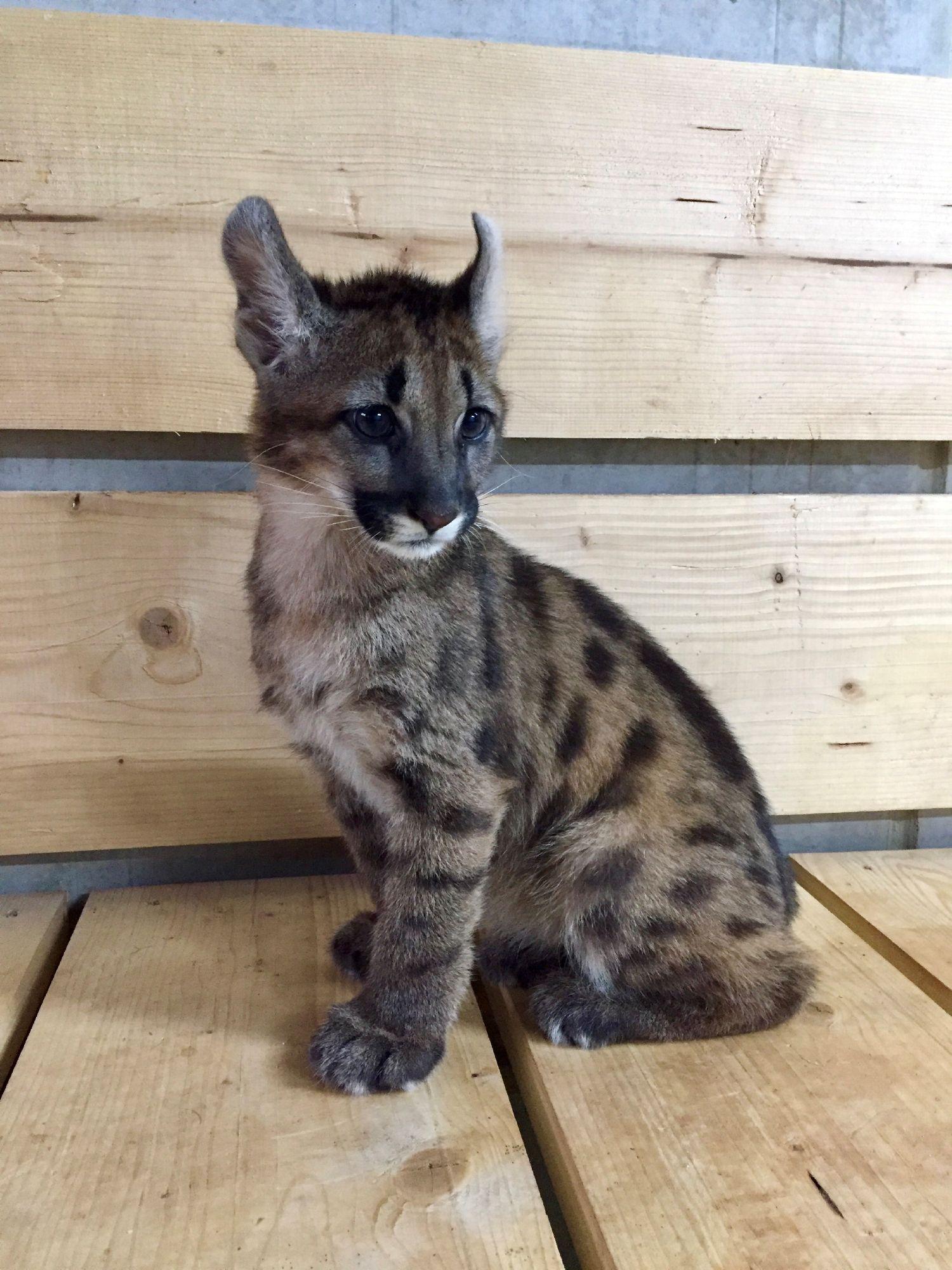 Bizarre discovery in Germany: Puma cub 