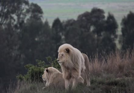 Witte leeuwen Uhuru en Jua bij LIONSROCK Big Cat Sanctuary