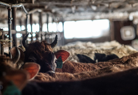 Cattle inside a barn